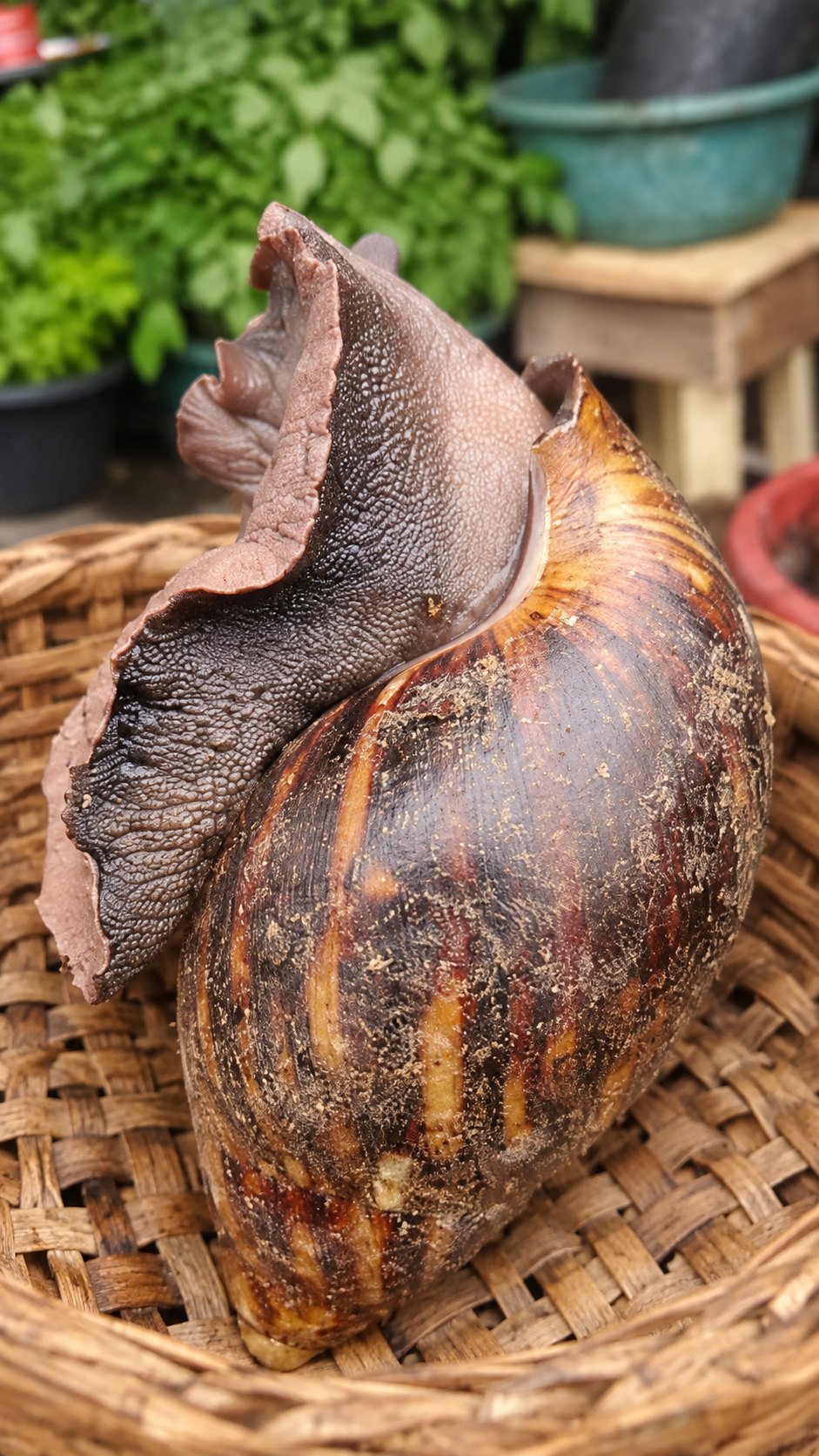 Local snail